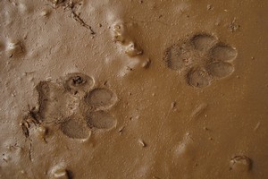 Coyote tracks