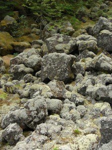 Pixie Lichens