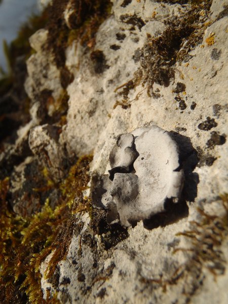 Vavenby+british+columbia