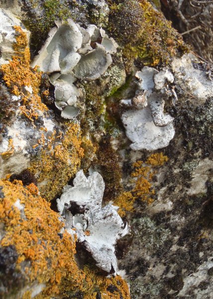 Vavenby+british+columbia