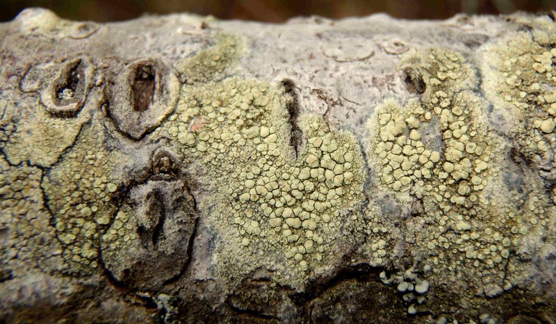Lecanora Conizaeoides