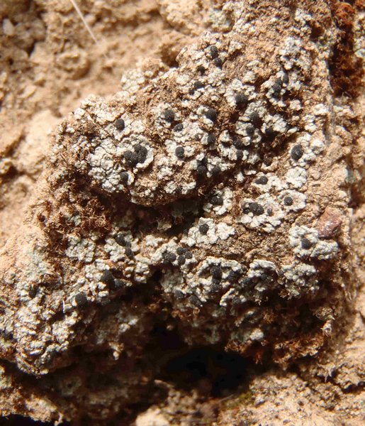 Vavenby+british+columbia