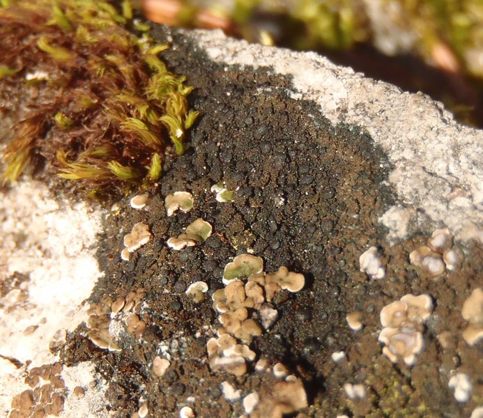 Vavenby+british+columbia