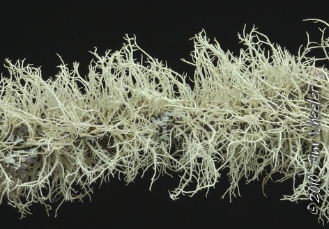 This densely packed lichen bloom with its characteristic uniform thalli is good evidence that the parathallus of Usnea lapponica once encrusted this length of alder branch.
