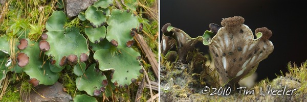"Peltigera" venosa: probably not what you think.