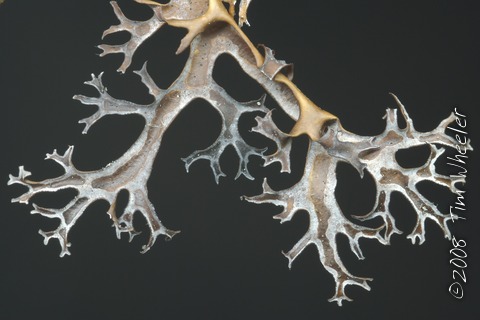 Masonhalea richardsonii