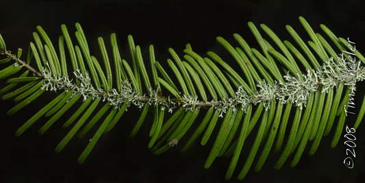 Physcia tenella Physcia tenella