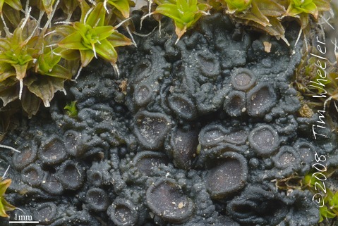 Collema coccophorum