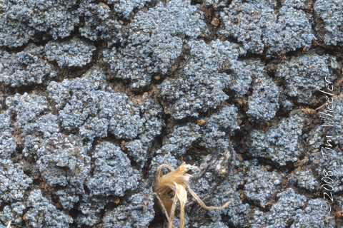Fuscopannaria cyanolepra