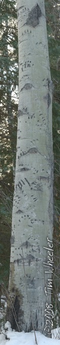 Aspen Trunk with Bear Claw Marks