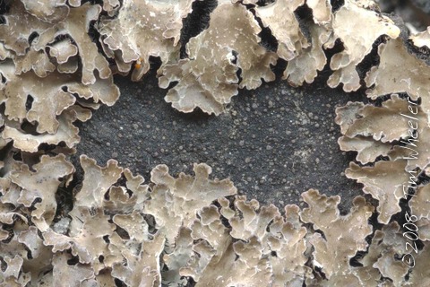 Parmelia omphalodes