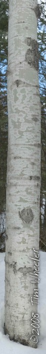 Aspen Covered with Lecania dubitans