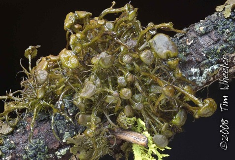 Nodobryoria abbreviata