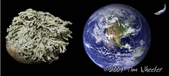 Lichen as organism, lichen as ecosystem, lichen as construct of spatial scale.