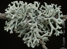 Hypogymnia tubulosa Hypogymnia tubulosa