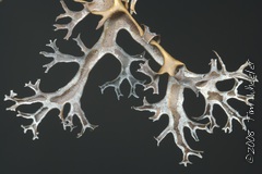 Masonhalea richardsonii