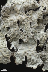 Parmelia sulymae in ed. Parmelia sulymae in ed.