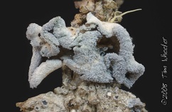 Erioderma sorediatum Erioderma sorediatum