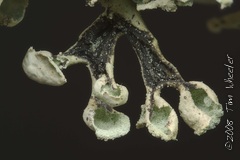 Hypogymnia physodes Hypogymnia physodes