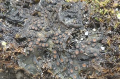 Lempholemma chalazamum Lempholemma chalazamum