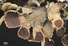 Nephroma helveticum var. sipeanum Nephroma helveticum var. sipeanum