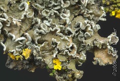 Melanelia albertinum Melanelia albertinum