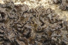 Melanelia agnata Melanelia agnata