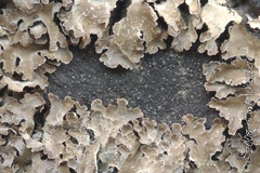 Parmelia omphalodes