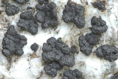 Phylliscum demangeonii Phylliscum demangeonii