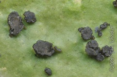 Peltigera britannica Peltigera britannica