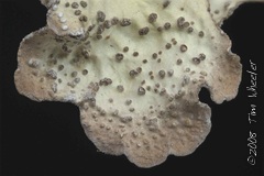 Lobaria scrobiculata Lobaria scrobiculata