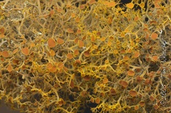 Teloschistes exilis Teloschistes exilis