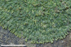 Verrucaria kootenaica Verrucaria kootenaica