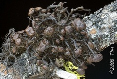 Nodobryoria abbreviata Nodobryoria abbreviata