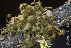 Nodobryoria abbreviata Nodobryoria abbreviata