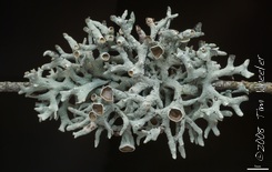 Hypogymnia imshaugii Hypogymnia imshaugii
