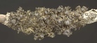 Kaernfeltia merrillii