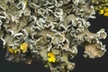 Melanelia albertinum