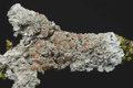 Pannaria rubiginosa