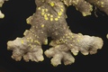 Pseudocyphellaria perpetua