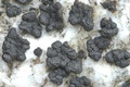 Phylliscum demangeonii