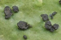 Peltigera britannica