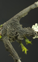 Collema coniophilum