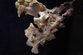 Hydrothyria venosa