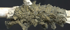Collema furfuraceum