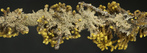 Fuscopannaria laceratula