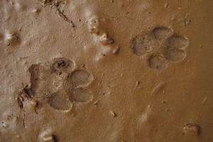 Coyote tracks Coyote tracks