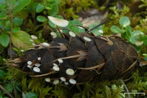 Douglas Fir Cone Mushroom Douglas Fir Cone Mushroom