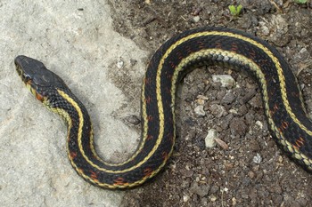 Garter Snake