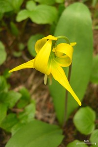 Glacier Lily